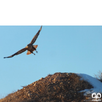 گونه سارگپه پا بلند Long-legged Buzzard